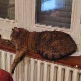 Picture of cat lost at Rillieux La Pape