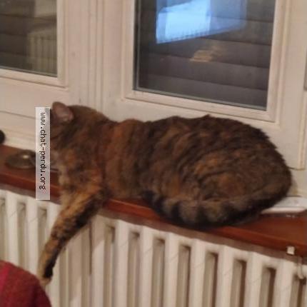 Photo 1/1 Sweetie Chat lost in Rillieux la pape