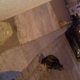 Picture of cat found at Aubervilliers