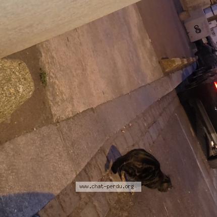 Photo 1/1 Found cat Found in Aubervilliers