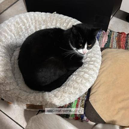 Photo 1/1 Tesla Chat lost in Luxembourg