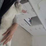 Picture of cat found at Crosne