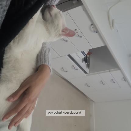 Photo 1/1 Found cat Found in Crosne