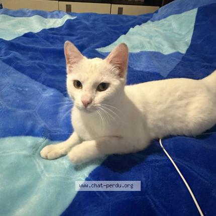 Photo 2/2 Found cat Found in Crosne