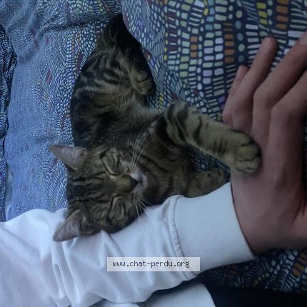 Photo 1/1 Kitty Chat lost in Arras