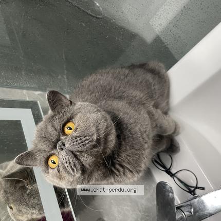 Photo 1/1 Tipet Chat lost in Erquinghem lys