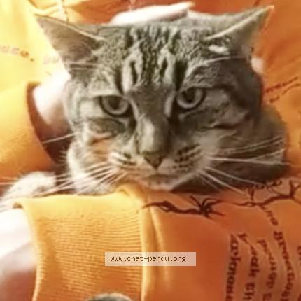 Photo 1/2 Caline Chat lost in Montreuil