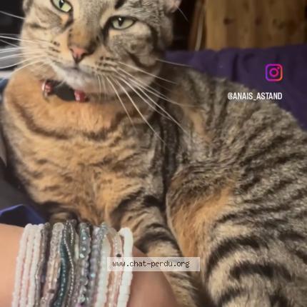 Photo 2/2 Caline Chat lost in Montreuil