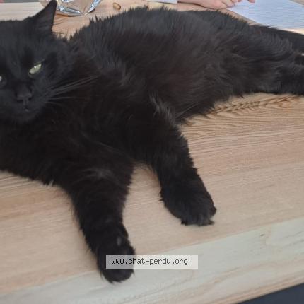 Photo 1/1 Elba Chat lost in Courtedoux