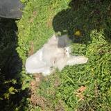 Picture of cat lost at Vallangoujard