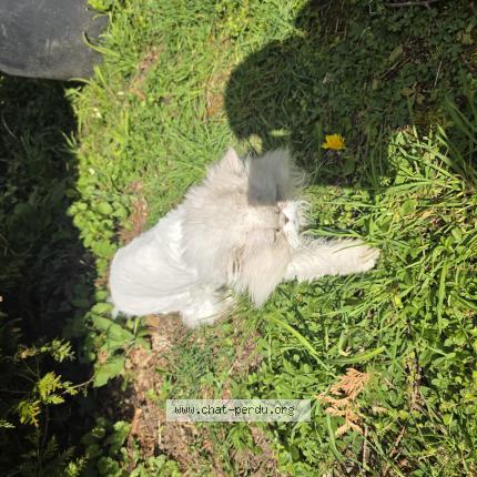 Photo 1/1 Mozart Chat lost in Vallangoujard