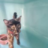 Picture of cat found at Perpignan