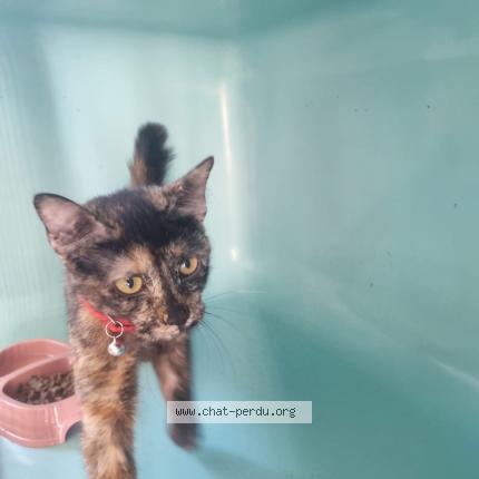 Photo 1/1 Found cat Found in Perpignan