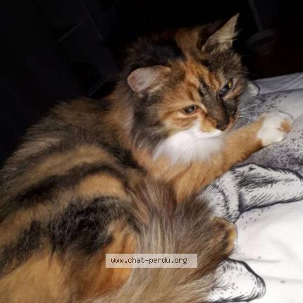 Photo 1/1 Tigrette Chat lost in Saint leopardin d augy