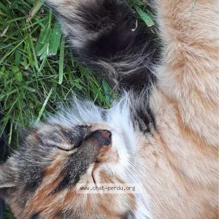 Photo 1/1 Tigrette Chat lost in Saint leopardin d augy