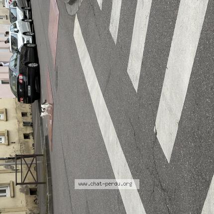 Photo 4/5 Found cat Found in Metz