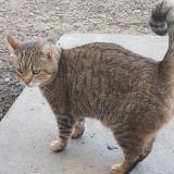 Picture of cat found at Colayrac Saint Cirq