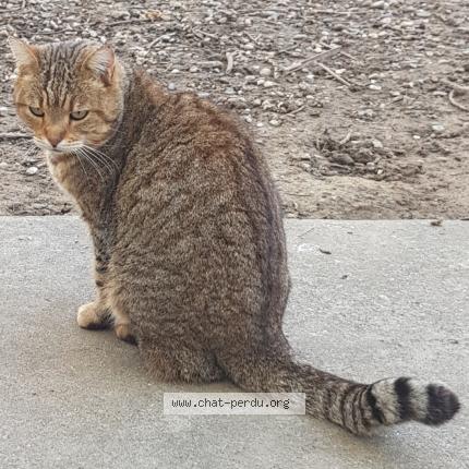 Photo 2/2 Found cat Found in Colayrac saint cirq
