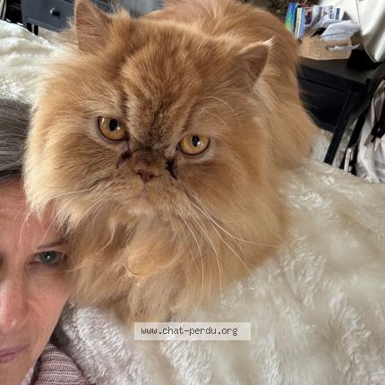 Photo 1/1 Tara Chat lost in Boursonne