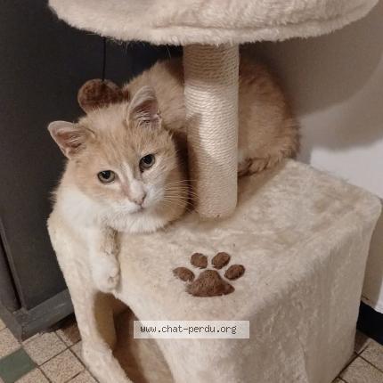 Photo 1/1 Garfield Chat lost in La boissiere en gatine