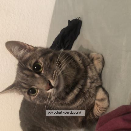 Photo 1/1 Loki Chat lost in Rumersheim