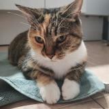 Picture of cat lost at Saint Paul Les Durance