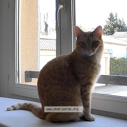 Photo 1/1 Jerry Chat lost in Loriol du comtat