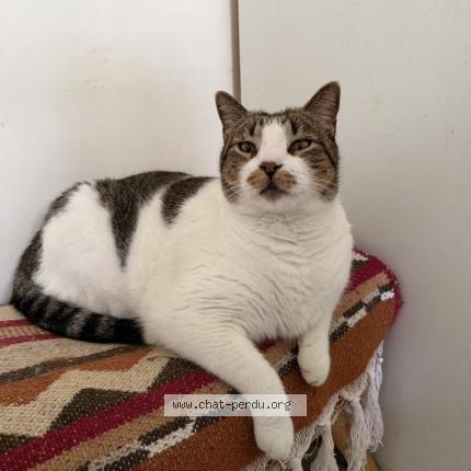 Photo 1/1 Timo Chat lost in Saint meen le grand