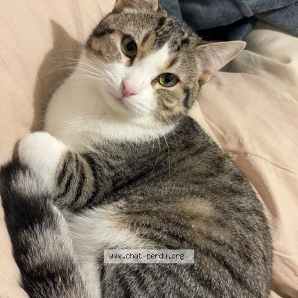 Photo 1/1 Snow Chat lost in Bretigny sur orge