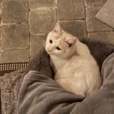 Picture of cat lost at Cires Lès Mello