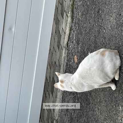 Photo 3/4 Christelle Chat lost in Cires l&egrave;s mello