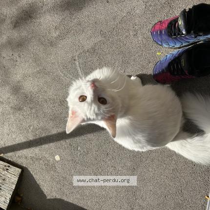 Photo 1/1 Morty Chat lost in Herblay