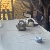 Picture of cat found at Bessancourt