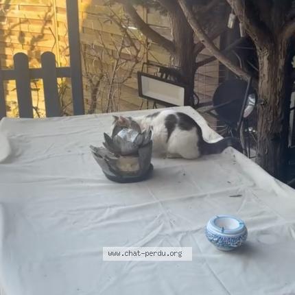 Photo 1/1 Found cat Found in Bessancourt