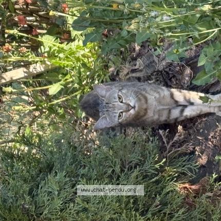 Photo 1/1 Found cat Found in Saint fiel