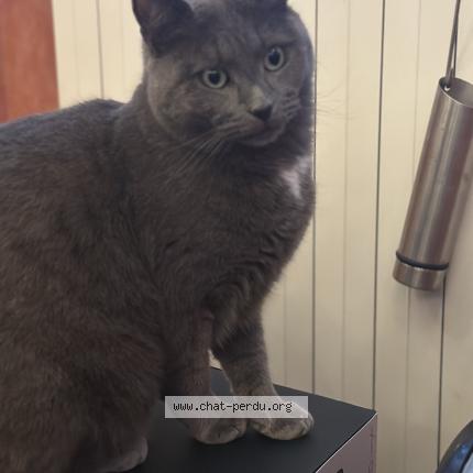 Photo 1/1 Baki Chat lost in Mitry mory