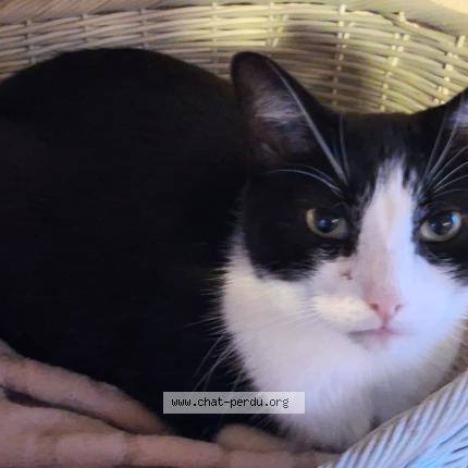 Photo 1/1 Tac Chat lost in Aire sur la lys