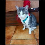 Picture of cat lost at Morsang Sur Orge