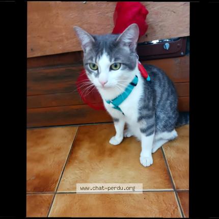 Photo 1/1 Laure Dahlal Chat lost in Morsang sur orge