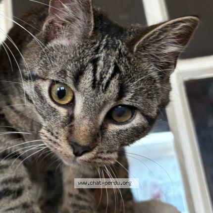 Photo 1/1 Athena Chat lost in Massy