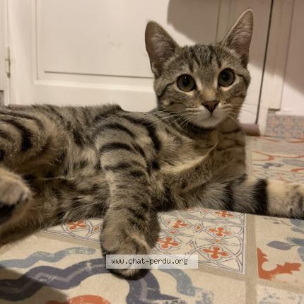 Photo 1/1 Guness Chat lost in Saint gregoire