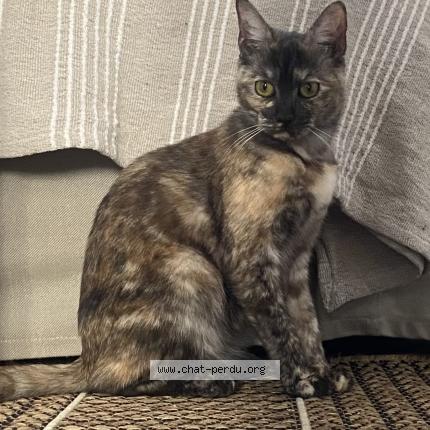 Photo 1/1 Nil Chat lost in Bondy