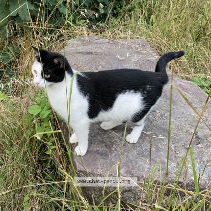 Photo 1/1 Nami Chat lost in Caen