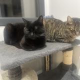 Picture of cat lost at Saint Laurent De La Pree