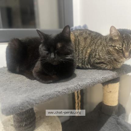 Photo 1/1 Gribouille Chat lost in Saint laurent de la pree