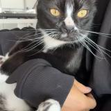 Picture of cat lost at Montpellier