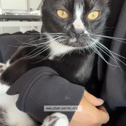 Photo 1/1 Happy Chat lost in Montpellier