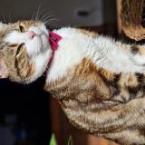 Picture of cat lost at Bourg De Thizy