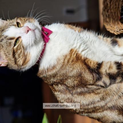 Photo 1/1 MINA Chat lost in Bourg de thizy