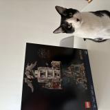 Picture of cat lost at Reims